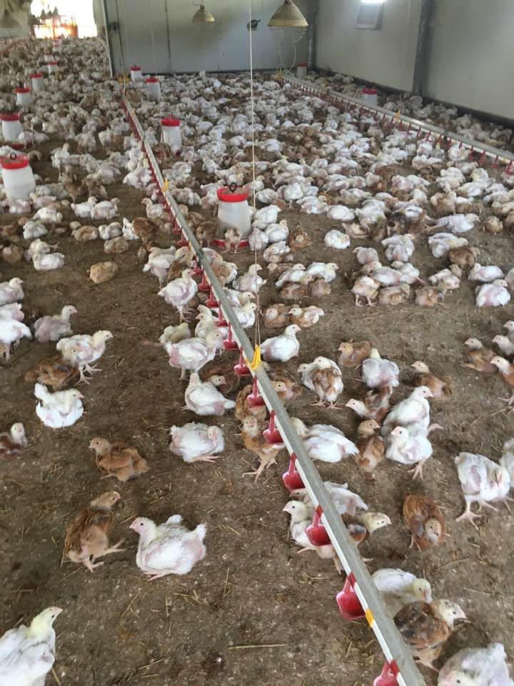 Păsări lângă o linie de adăpători într-o hală