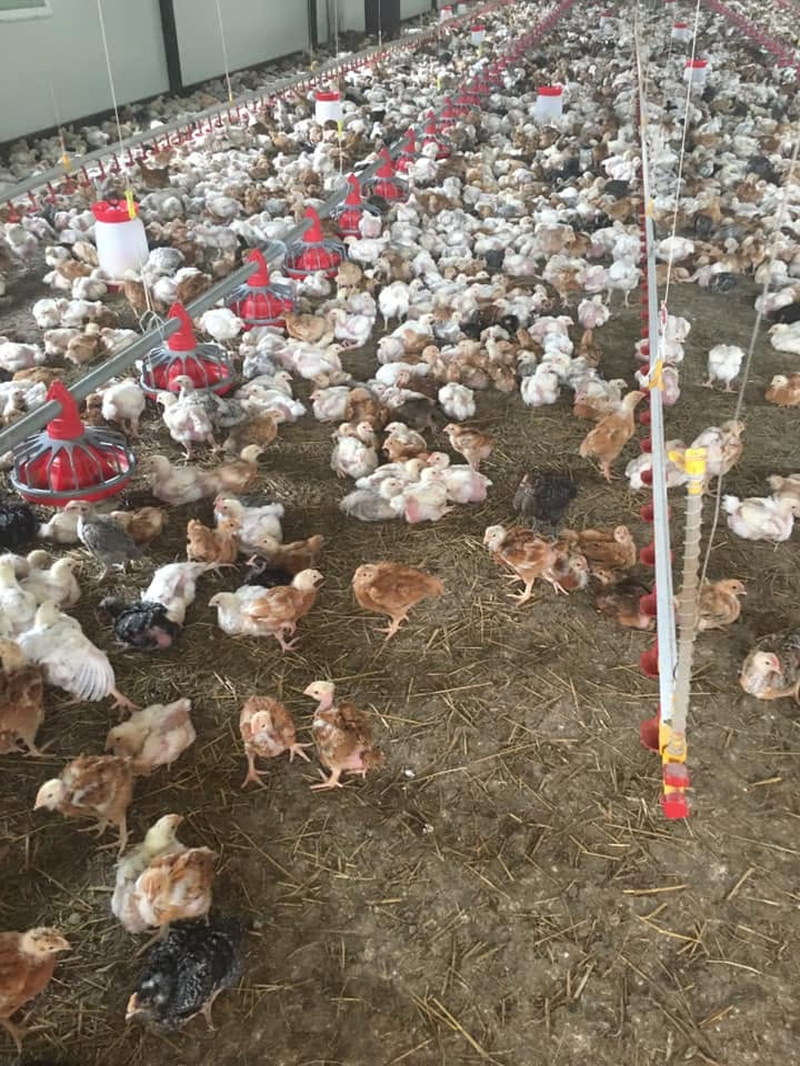 Pui tineri într-o hală, lângă hrănitori roșii